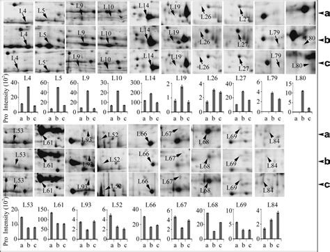 Differentially Changed Proteins Involved Carbon Fixation In Leaves Of