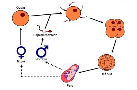 Biocolonos Teoría Reproduccion Humana