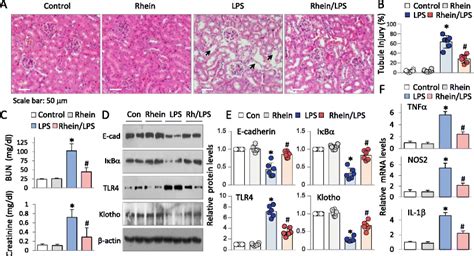 Rhein Inhibition Of LPS Induced Acute Inflammation And AKI Parallels