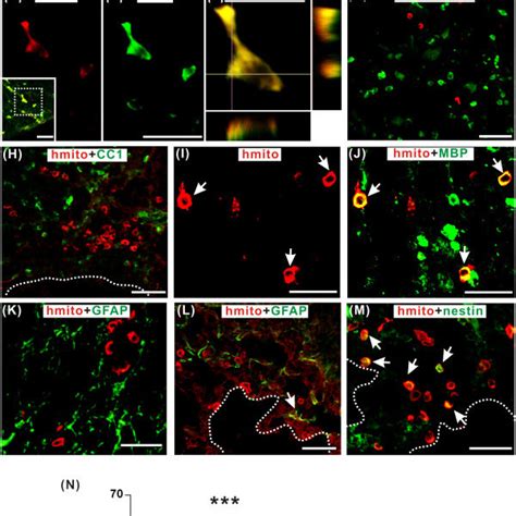 Characterization Of Human Neural Stem Cells Nscs Transduced With Download Scientific Diagram