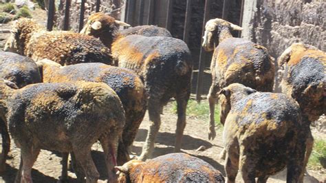 Junín 26 cabezas de ganado mueren en incendio forestal en Chicche