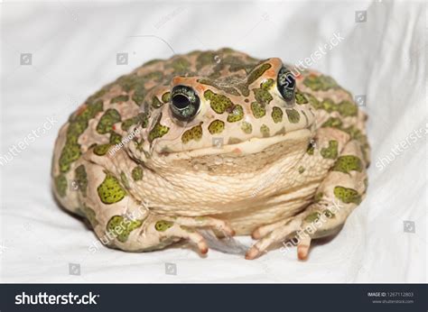 Big Ugly Frog Common European Toad Stock Photo 1267112803 Shutterstock