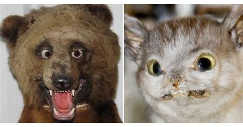 42 Funny Taxidermy Fails Just Waiting To Creep Into Your Nightmares