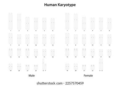 Human Karyotype Male Female Stock Illustration 2257570459 Shutterstock