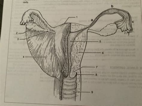 Uterus And Uterine Tube Posterior View Flashcards Quizlet