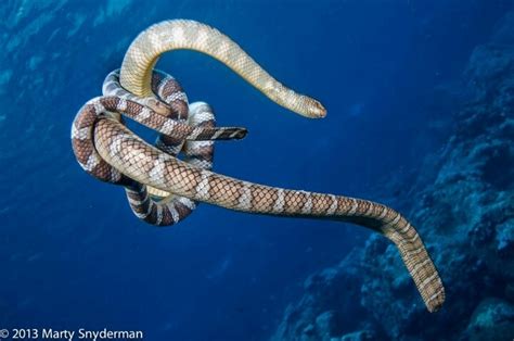 Chinese Or Black Banded Sea Snakes Mating Sea Snake Ocean Creatures