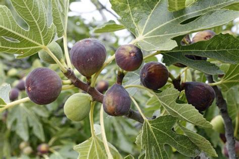 Of The Best Cold Hardy Fig Trees Gardener S Path