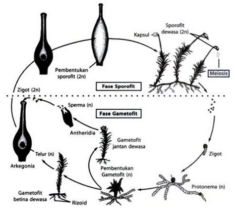 Detail Gambar Daur Hidup Tumbuhan Lumut Koleksi Nomer 1