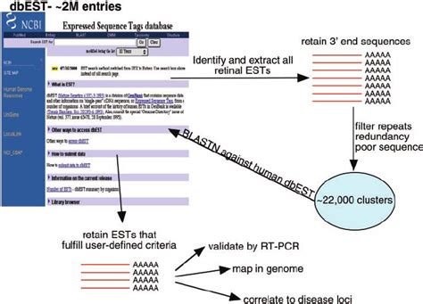 Schematic Representation Of The In Silico Subtraction Process The Download Scientific Diagram