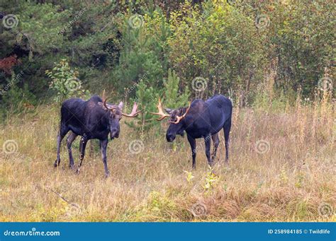 Bull Moose Fighting in Wyoming in Fall Stock Image - Image of grand ...