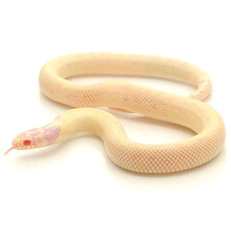 Best Pet Snake Breeds for Beginners to Own - Reptiles Heaven