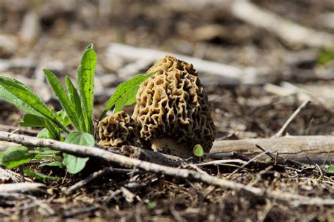 5 Best Morel Mushrooms Ohio Hunting Facts & Tips