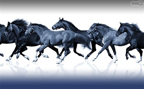 7 Horses Wallpapers - Top Free 7 Horses Backgrounds - WallpaperAccess