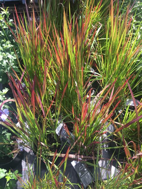 Imperata Cylindrica Red Baron Japanese Blood Grass Blood Grass With