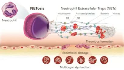 Neuroscience Neuroimmunology Flashcards Quizlet