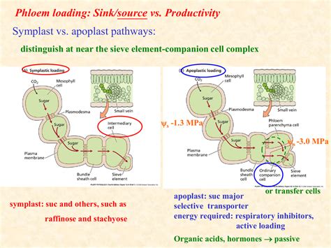 Phloem loading