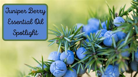 Juniper Berry Essential Oil Spotlight Miracle Botanicals Miracle