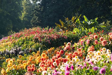 Wahl Der Mainau Dahlienk Nigin Geht Auch Online Gartenpraxis