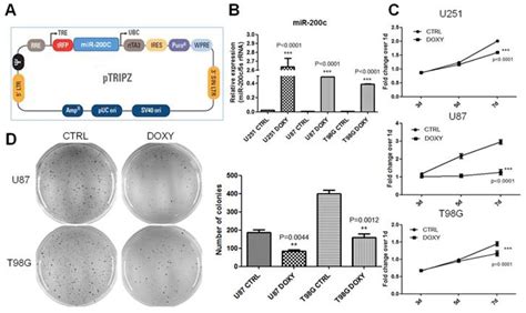 Mir 200c Inhibits The Tumor Progression Of Glioma Via Targeting Moesin