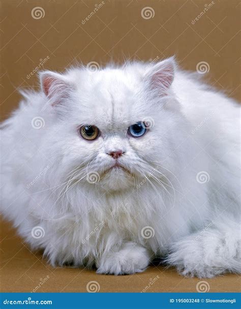 WHITE PERSIAN DOMESTIC CAT, ADULT with DIFFERENT COLOURED EYES Stock ...