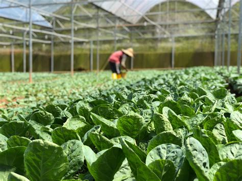 How Greenhouses Work And Their Importance In Agriculture Agriplast