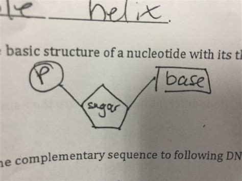 Nucleic Acids Dna Replication Flashcards Quizlet