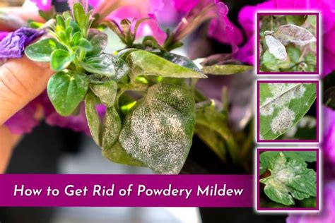 How To Get Rid Of Powdery Mildew Organic Labs®