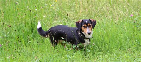 Hundeurlaub Dein Urlaub Mit Hund In Ferienwohnung Auf Dem Bauernhof