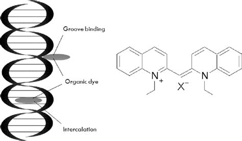 A Schematic Diagram Of Intercalation And Groove Binding Of Dye