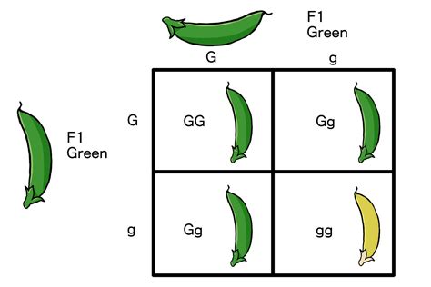 Genes Traits And Mendels Law Of Segregation