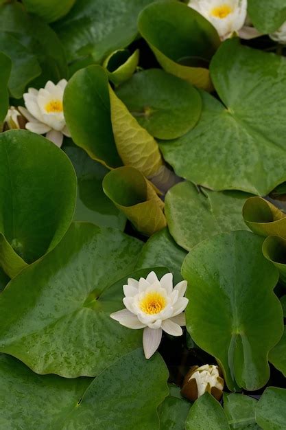 Premium Photo | Lily in a pond with water drops lotus open lotus lotus ...