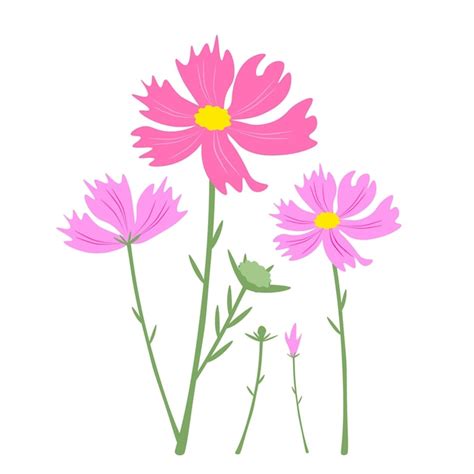 Lindas Flores Rosa Cosmos Em Fundo Branco Vetor Premium