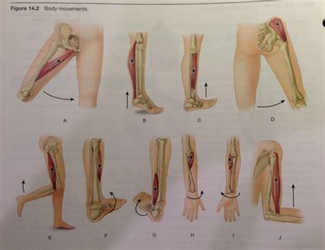 Physio Flashcards Quizlet