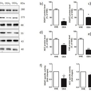 Hepatic Fatty Acid And Triacylglycerol Synthesis Enzymes A Proteins