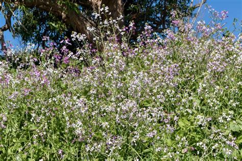 Field of Purple Wildflowers Against Blue Sky Stock Photo - Image of ...