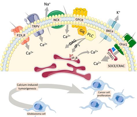 Frontiers Cell Calcium Imaging As A Reliable Method To Study Neuron