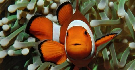 5 Finding Nemo Fish Species in Real Life - A-Z Animals