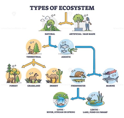 Types of ecosystem with natural and artificial division outline diagram ...