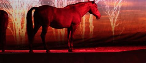 Cavalia Tickets | SeatGeek