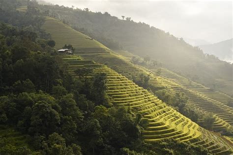 Paddy Field Rice Terraces Vietnam - Free photo on Pixabay