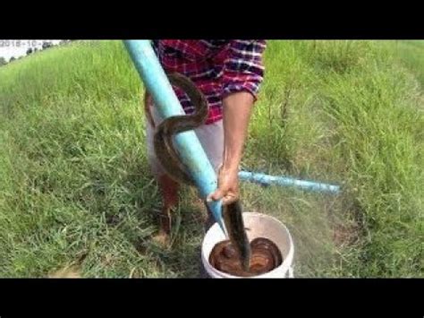 AMAZING Eel Trap How To Make Eels Trap With Plastic Pipe Catching Eels