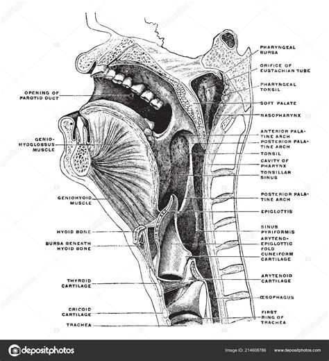 Secci N Mediana Sagital Cabeza Cuello Dibujo L Nea Vintage Ilustraci N