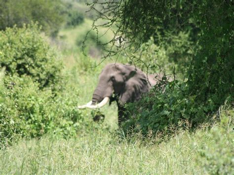 Days Safari Tarangire Ngogongoro Crater And Lake Manyara Maus Safaris