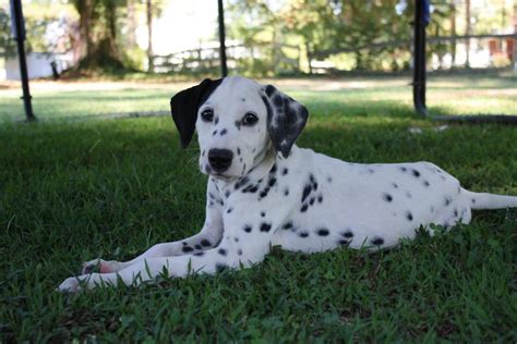 USA Puppy Pictures: Dalmatian Puppy Pictures