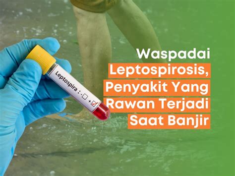 Waspadai Leptospirosis Penyakit Yang Rawan Terjadi Saat Banjir