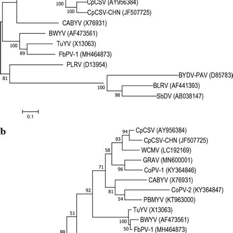 A Maximum Likelihood Phylogenetic Tree With Bootstrap