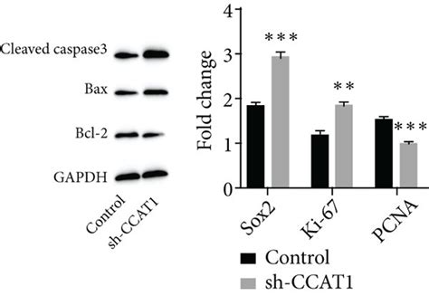 Sh Ccat Inhibited The Crc Progression In Vivo Via The Mir Gng