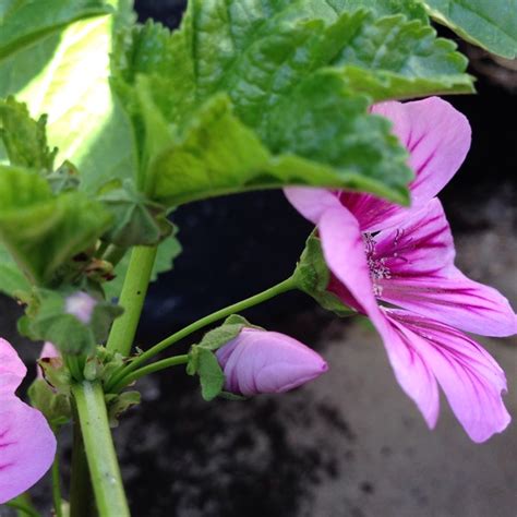 Malva Sylvestris Zebrina Syn Alcea Rosea Zebrina Zebra Mallow