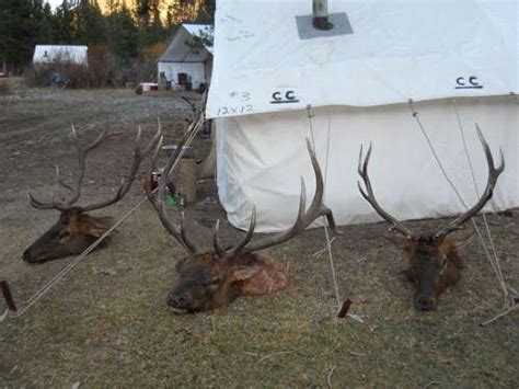 ELK INVASION Police And Sheriff S Deputies Escort Over 100 42 OFF