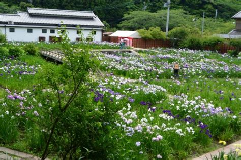 一宮 花菖蒲園（小國神社門前）森町 しずおかはなさんぽ